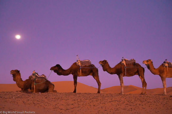 Africa, Morocco, Camels