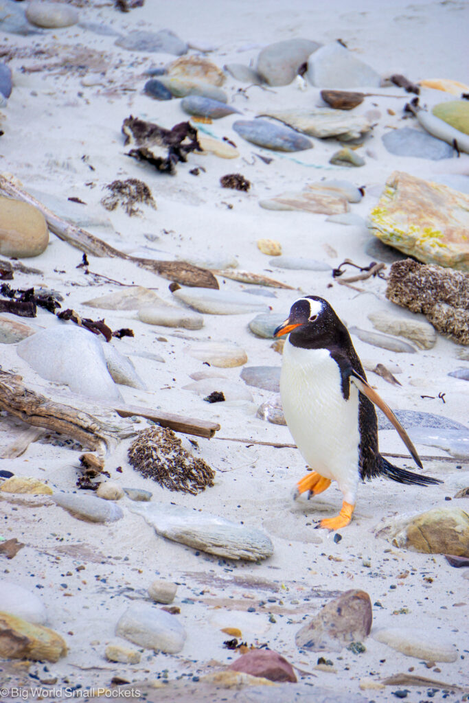 Falkland Islands, West Falkland, Gentoo Penguin