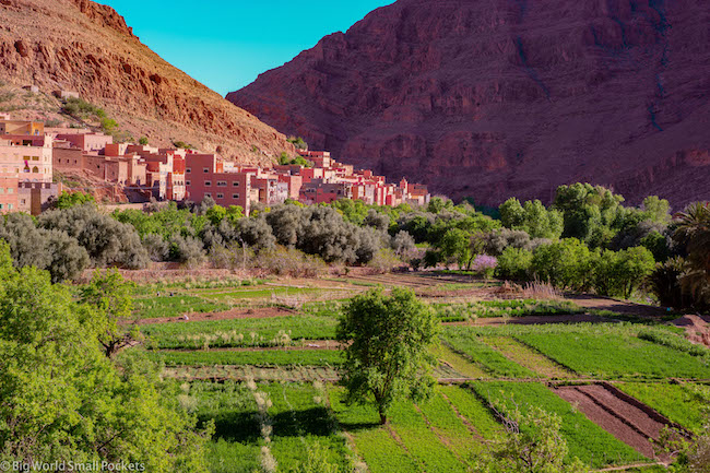 Morocco, Todra Gorge, Palm Grove