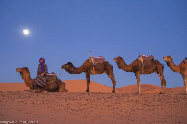 Maroko, poušť, velbloudi
