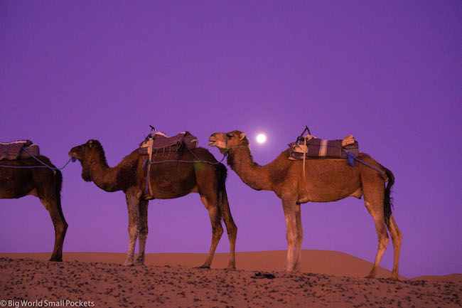 Morocco, Sahara, Camels and Moon