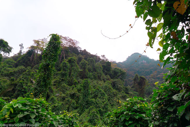 Vietnam, Phong Nha, Jungle