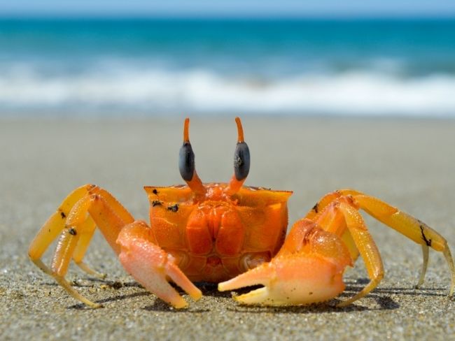 Costa Rica, Beach, Crab