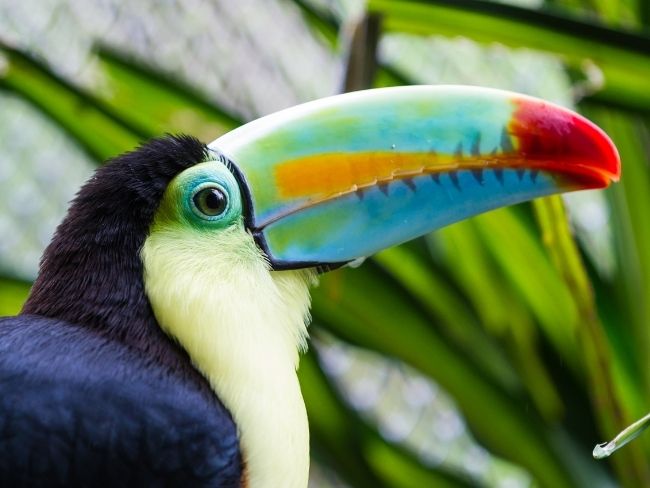 Costa Rica, Rainforest, Toucan