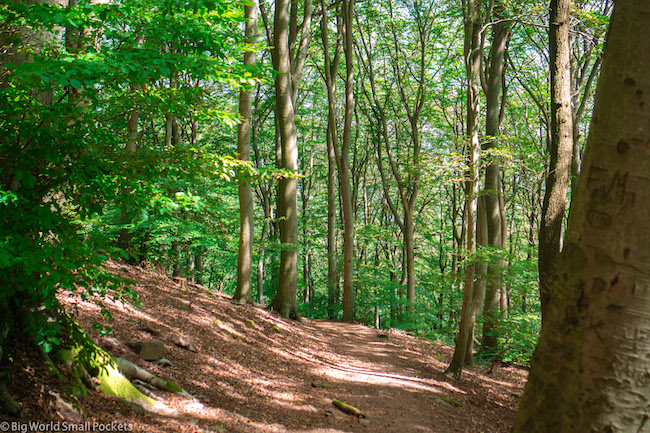 Germany, Heidelberg, Forest