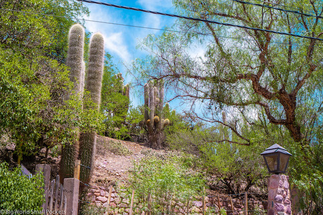 South America, Argentina, Cactus