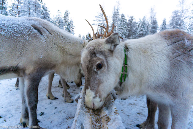 Finland, Lapland, Reindeer Farm