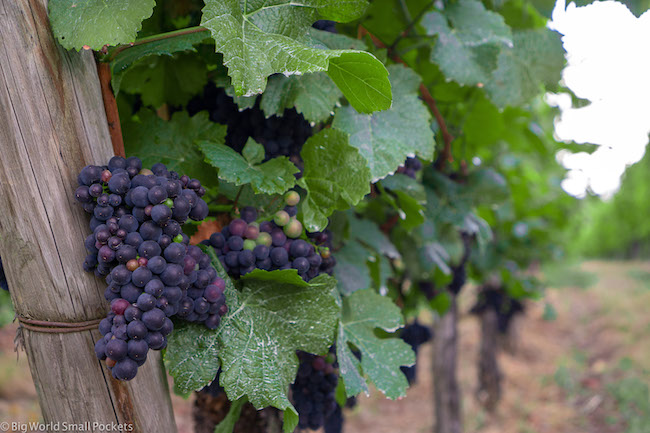 France, Alsace, Grapes