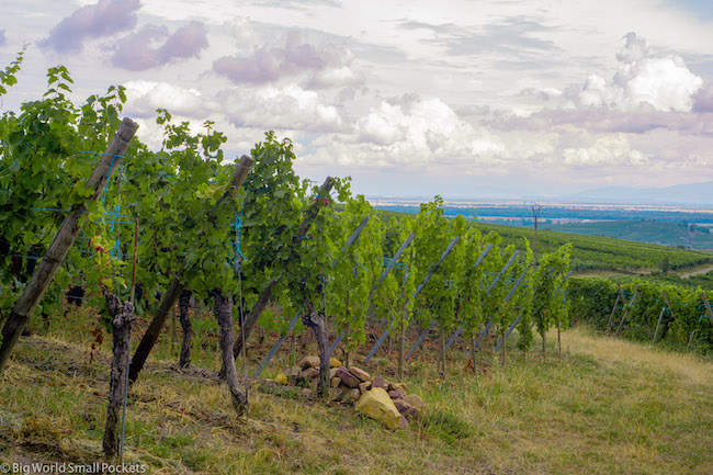 France, Alsace, Vineyard Vines