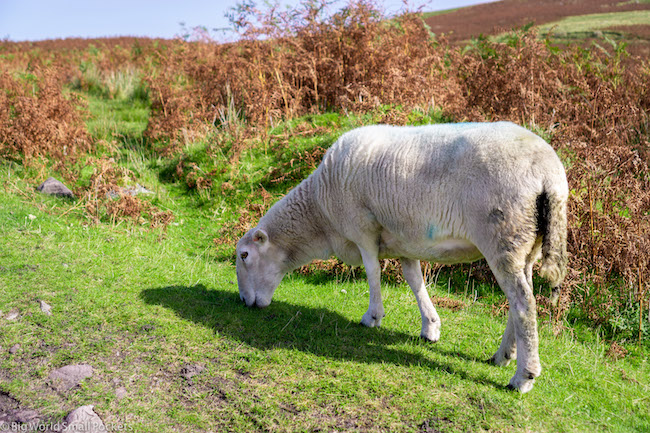 Wales, Brecon Beacons, Sheep