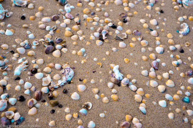 England, Essex, Shells