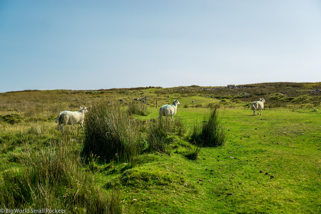 Wales, Brecon Beacons, Sheep Crew