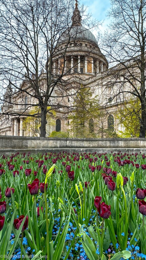 London, St Paul's, Tulips