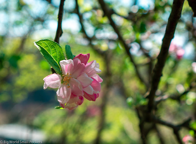 UK, Somerset, Flower