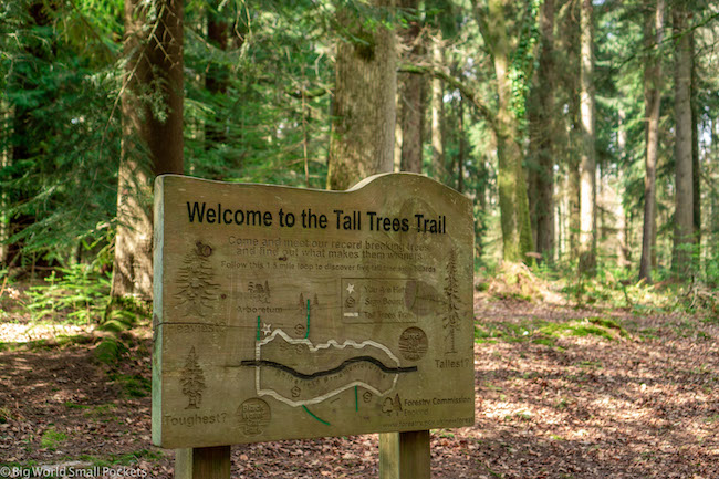 England, New Forest, Tall Trees Trailhead