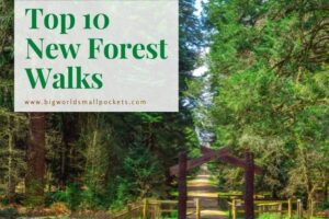 Top 10 New Forest Walks