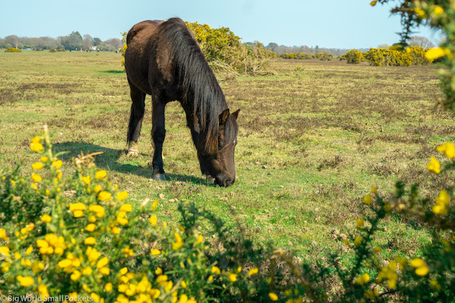 UK, New Forest, Wild Horse