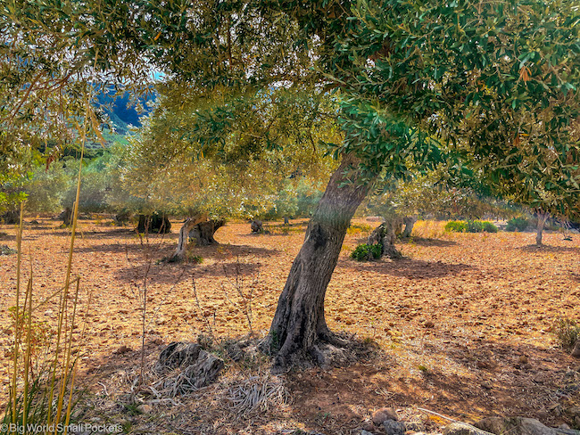 Spain, Mallorca, Olive Tree