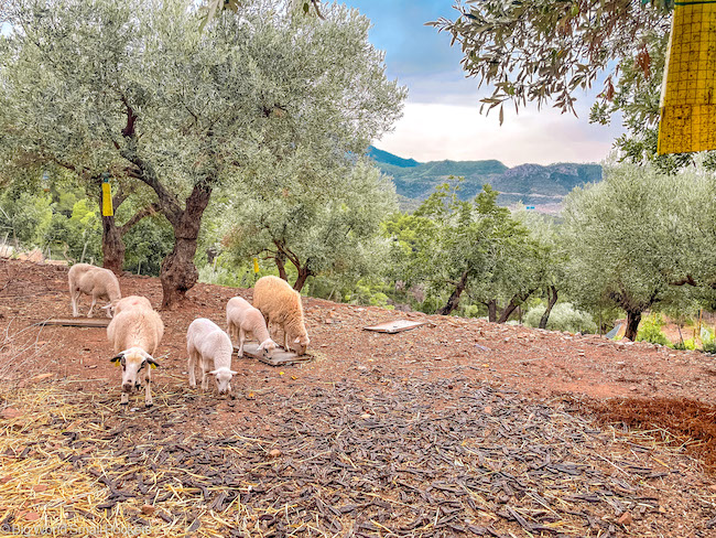 Spain, Mallorca, Sheep