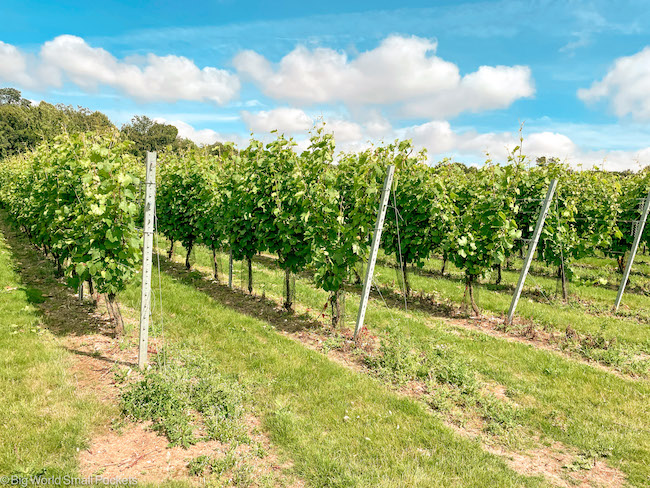 UK, Canterbury, Winery