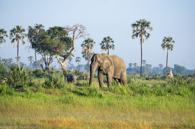 Africa, Kenya, Elephant
