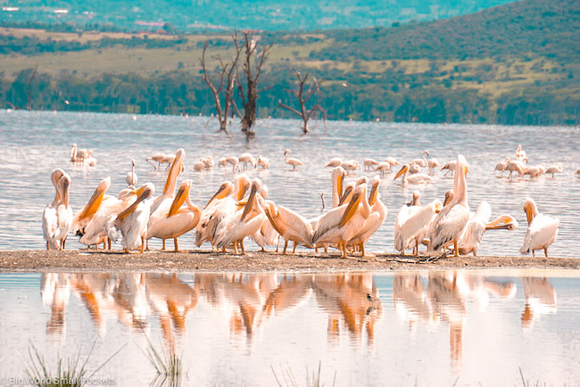 Africa, Kenya, Pelicans