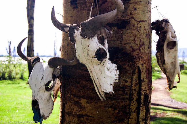 Kenya, Naivasha, Skulls