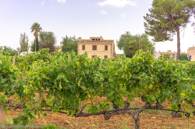 Spain, Mallorca, Vineyard
