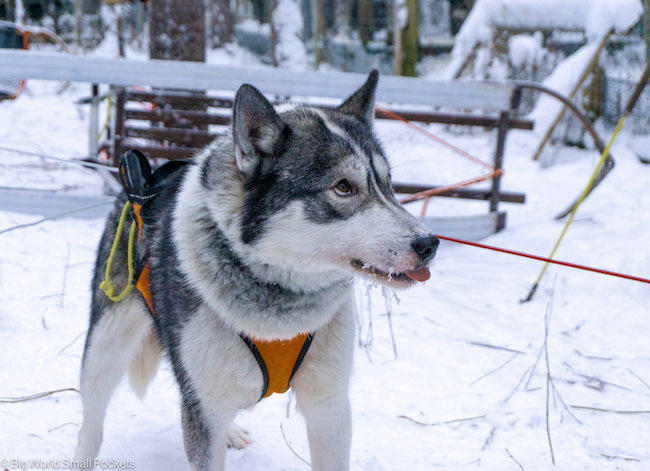 Finland, Lapland, Husky Dog