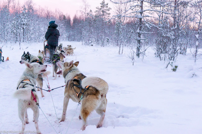 Finland, Lapland, Husky Sled