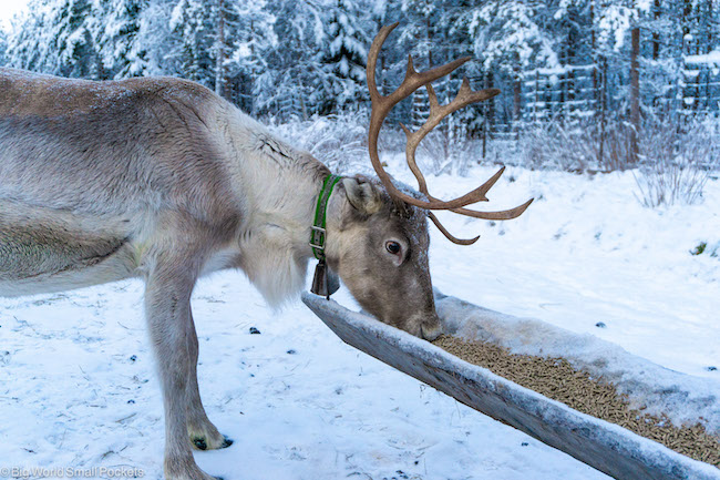 Finland, Lapland, Reindeer Feeding