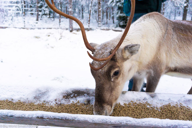 Finland, Lapland, Reindeer Feeding