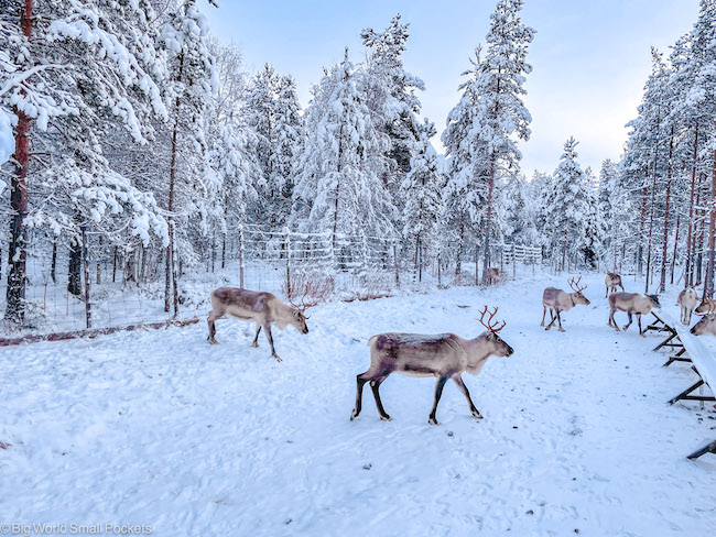 Finland, Lapland, Reindeer Herd