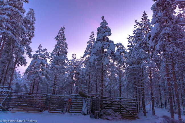 Finland, Lapland, Sunset Trees