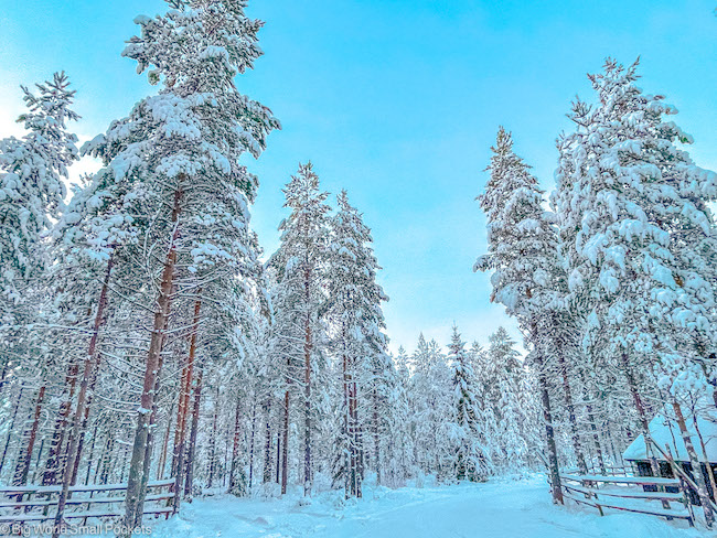 Finland, Lapland, Trees