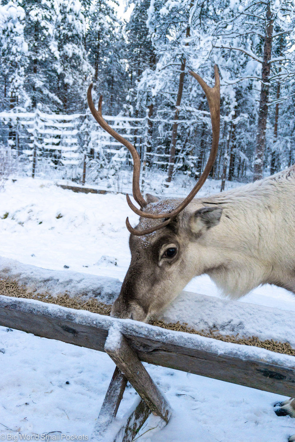 Finland, Ranua, Reindeer
