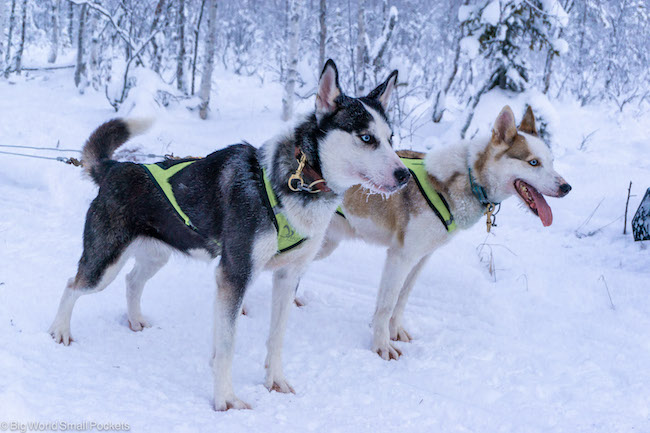 Finland, Lapland Winter, Huskies