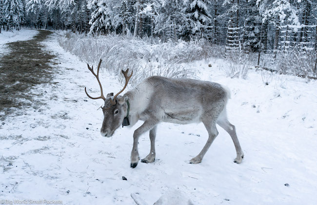 Finland, Lapland Winter, Reindeer