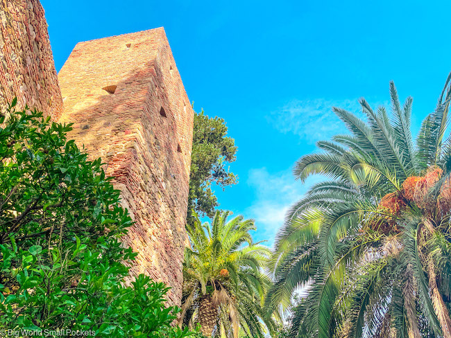 Andalusia, Malaga, Alcazaba Palm Tree