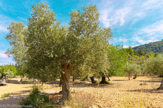 Spain, Walks, Olive Trees