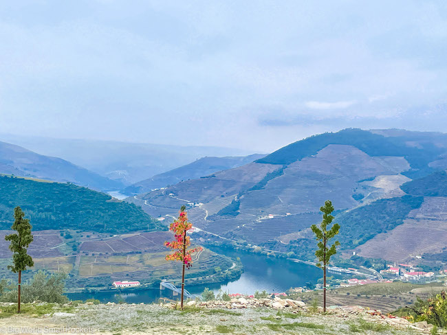Portugal, Douro Valley, Trees