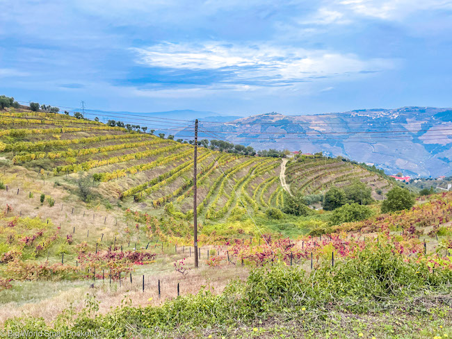 Portugal, Douro Valley, Vines