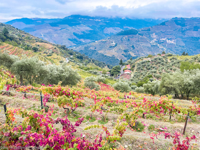 Portugal, Douro, Vineyards