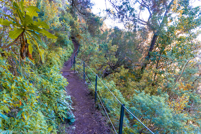 Madeira, Forest, Trail