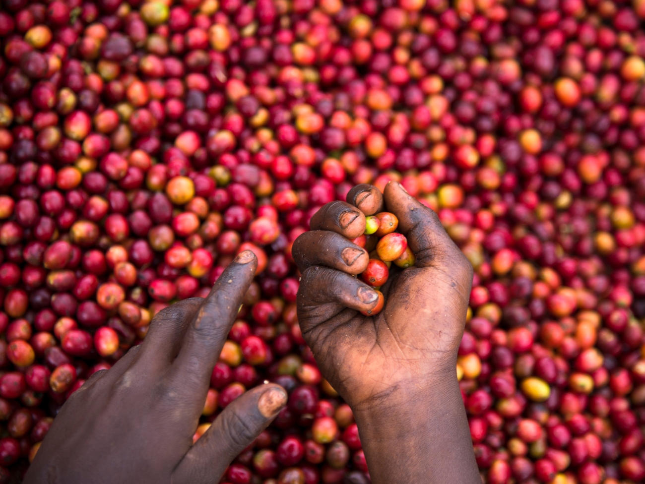 East Africa, Rwanda, Coffee