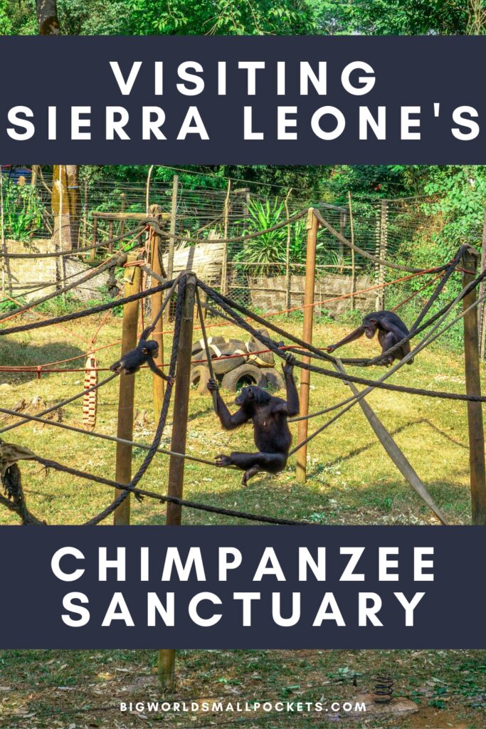 All You Need to Know About Tacugama Chimpanzee Sanctuary, Sierra Leone
