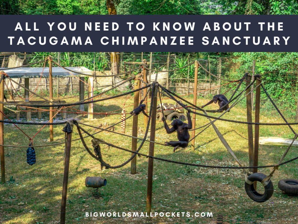 All You Need to Know About Visiting Tacugama Chimpanzee Sanctuary