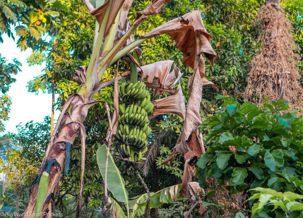 Sierra Leone, Banana Island, Fruit Trees