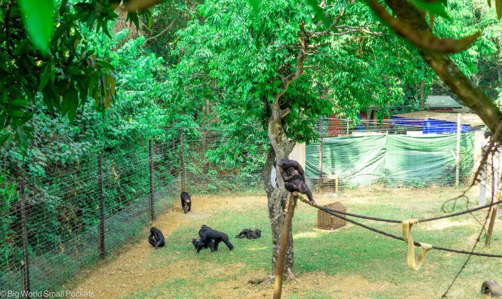 Sierra Leone, Tacugama Chimpanzee Sanctuary, Male Chimp