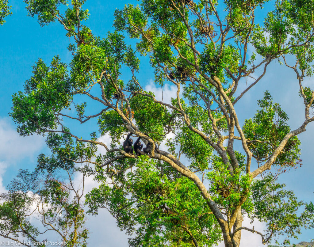 Sierra Leone, Tacugama, Chimps in Trees